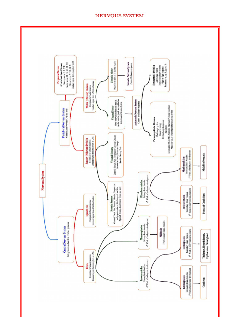 Classification of Nervous System | PDF | Cerebrum | Brainstem