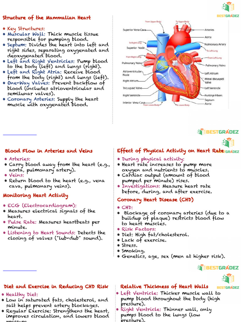 Structure of The Mammalian Heart: - Key Structures | PDF | Heart ...