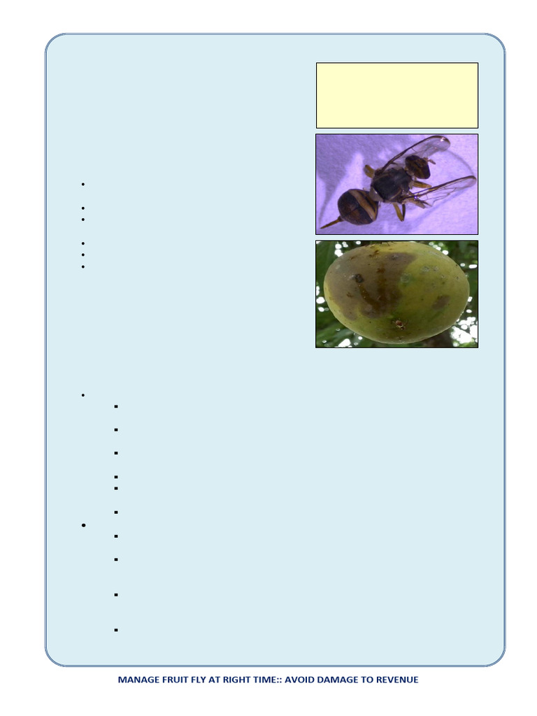 Manage Mango Fruit Fly Effectively | PDF | Fly | Vegetables