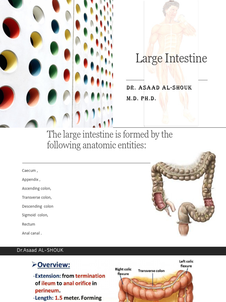 Large Intestine: Dr. Asaad Al-Shouk M.D. PH.D | PDF | Large Intestine ...