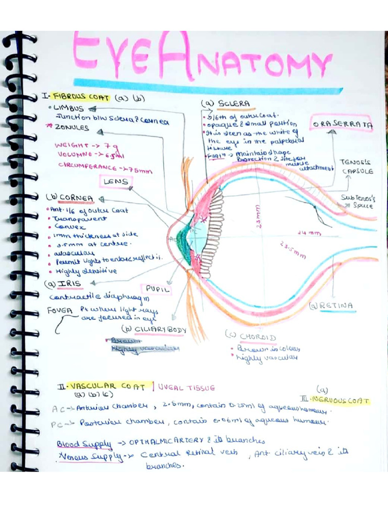 Anatomy of Eye | PDF