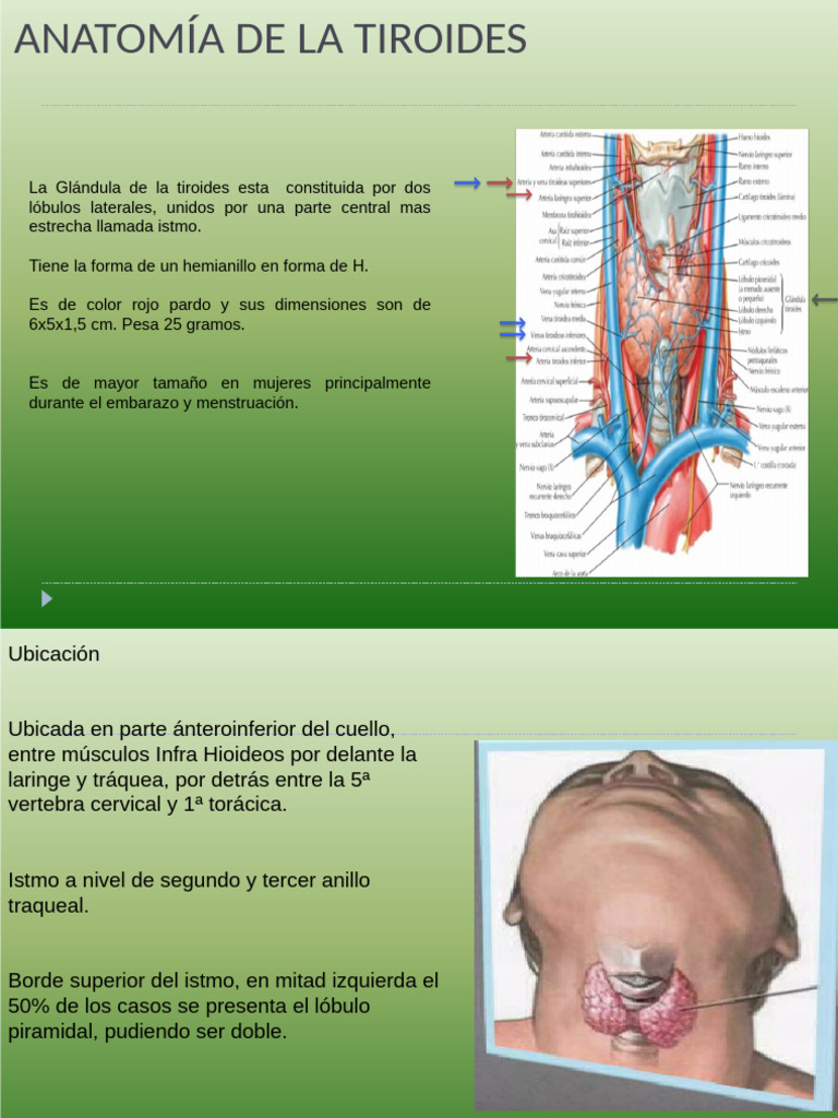 Anatomía del Lóbulo Piramidal Tiroideo | PDF | Tiroides | Hormona ...