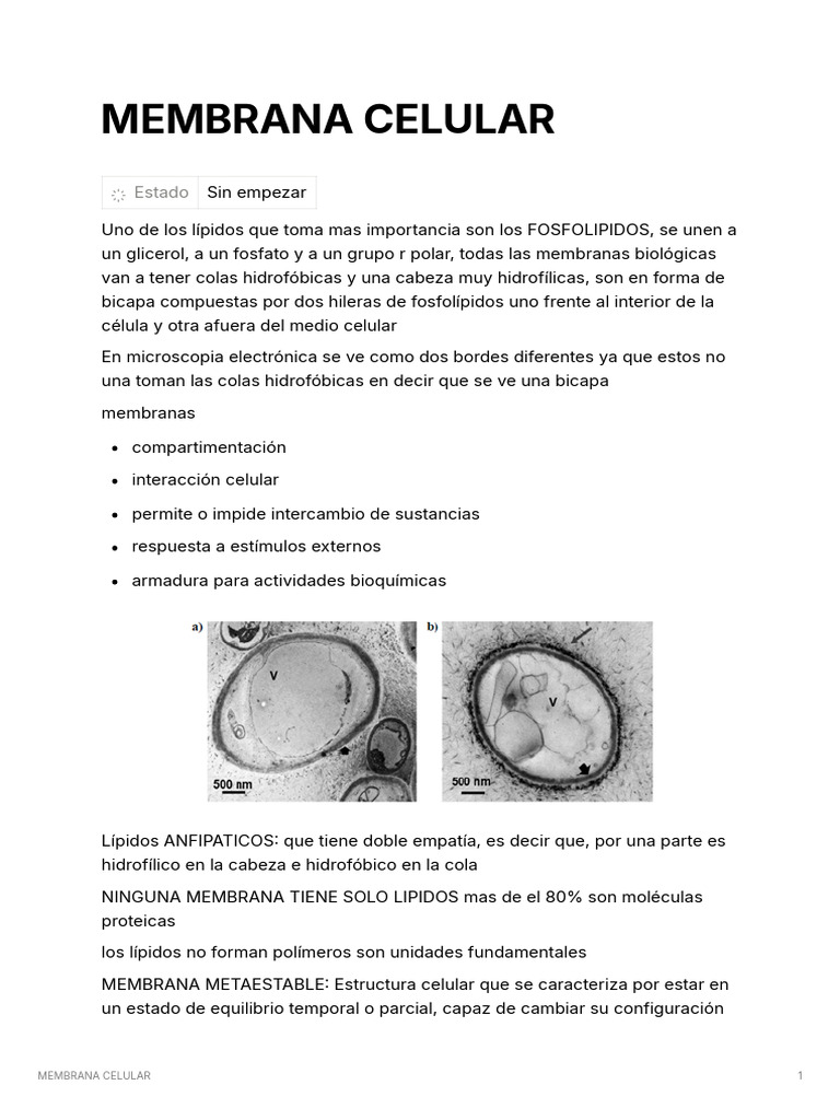 Estructura y Función de la Membrana Celular | PDF | Membrana celular ...