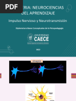 Impulso Nervioso y Sinapsis Explicados | PDF | Potencial de acción ...