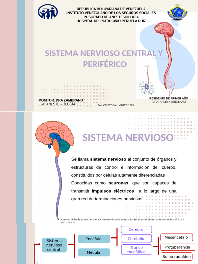 Anatomía del Sistema Nervioso Central | PDF | Médula espinal | Sistema ...