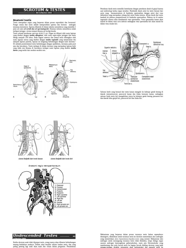 Anatomi dan Masalah Testis pada Skrotum | PDF