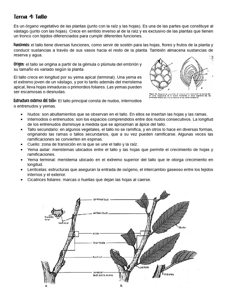 Estructura y funciones del tallo vegetal | PDF | Tallo de la planta | Raíz