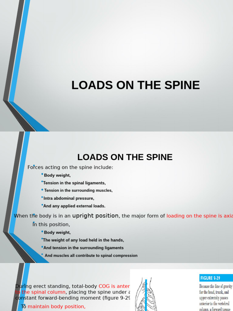Load On Spine | PDF | Vertebral Column | Vertebra