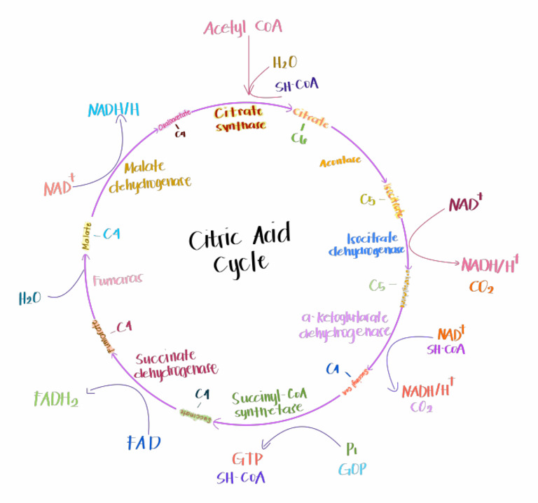 Citric Acid Cycle | PDF