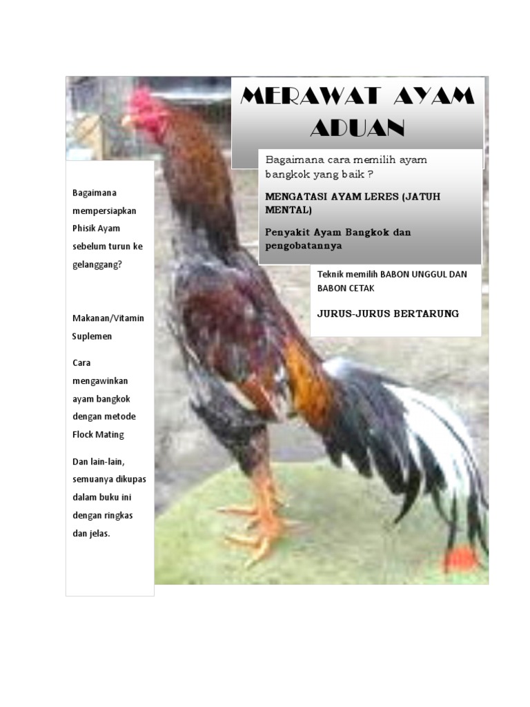 Merawat Ayam Bangkok