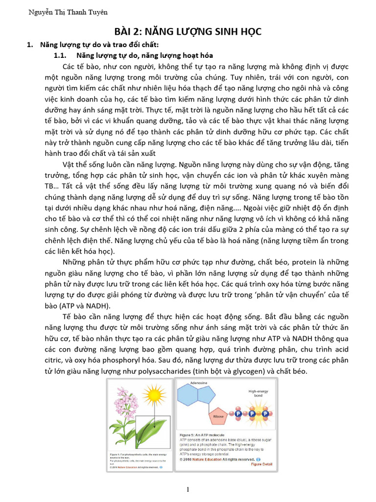 Nang LNG Sinh HC | PDF