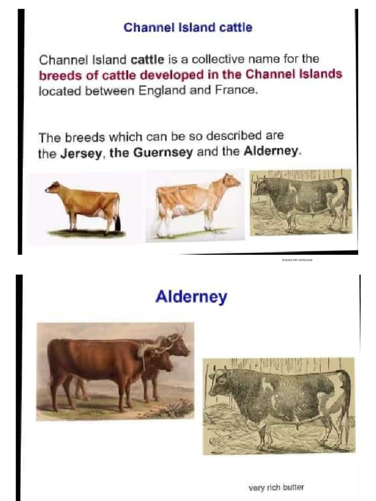 Holstein Jersey Guernsey Brown Swiss Ayrshire Pdf