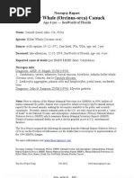 Download Necropsy- Killer Whale Canuck by The Orca Project Corp SN85183675 doc pdf