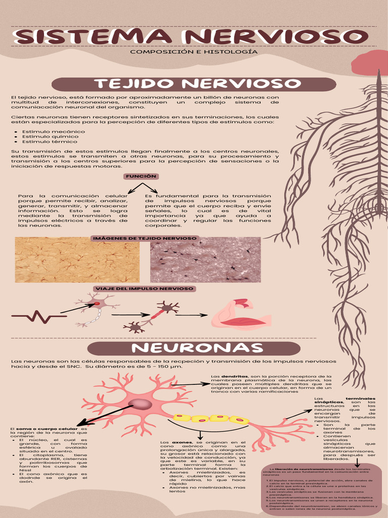 Histología Sistema Nervioso | PDF | Sinapsis | Neurona