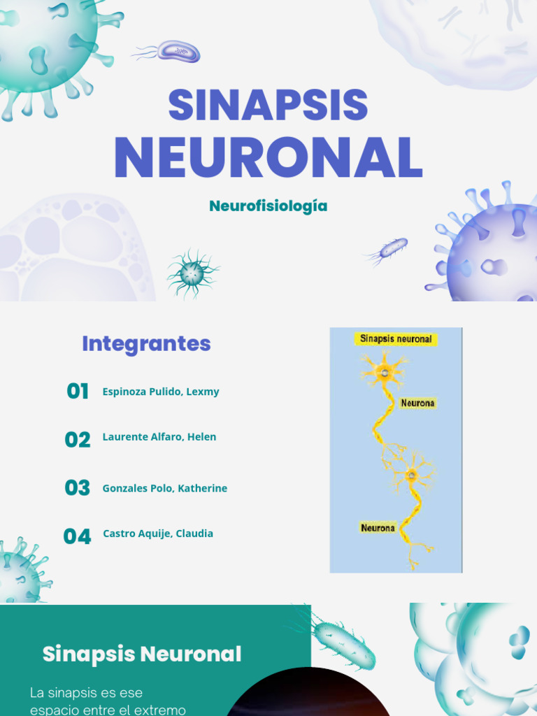 Sinapsis Neuronal: Funciones y Tipos | PDF | Sinapsis | Neurona