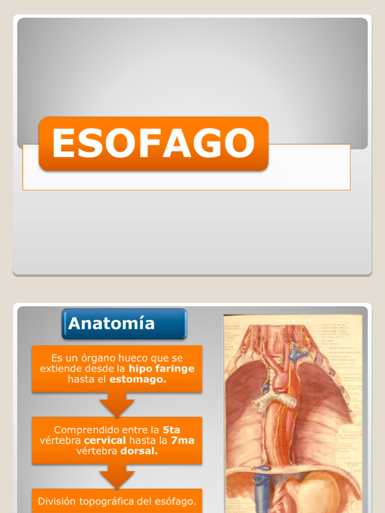 ESOFAGO | PDF | Enfermedades y trastornos | Especialidades Medicas
