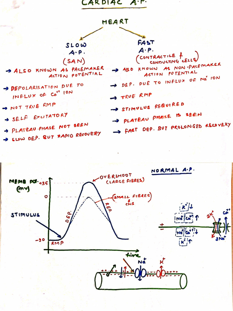 CVS Doc Educlub Physiology | PDF