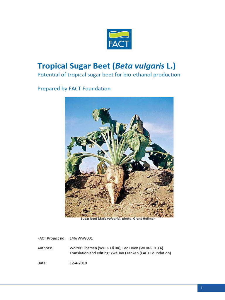 Tropical Sugar Beet for Bioethanol Production | PDF | Sugarcane | Sugar ...