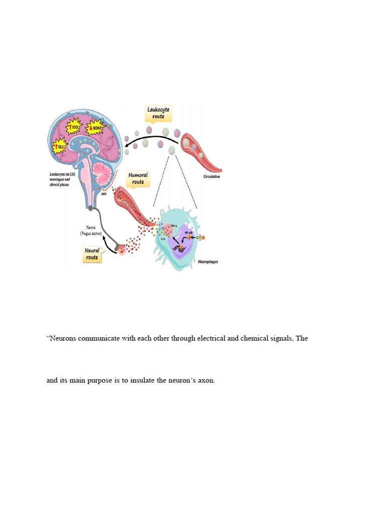 Immune-Brain Communication Pathways | PDF