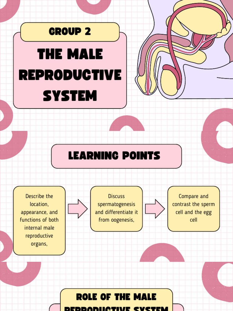Overview of the Male Reproductive System | PDF | Testicle | Semen