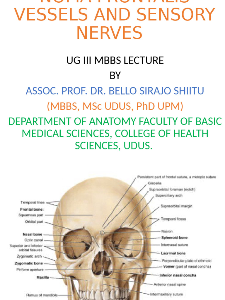 Noma Frontalis Vessels and Sensory Nerves | PDF | Otorhinolaryngology ...