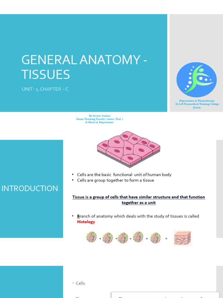 Anatomy of Human Tissues | PDF | Epithelium | Connective Tissue