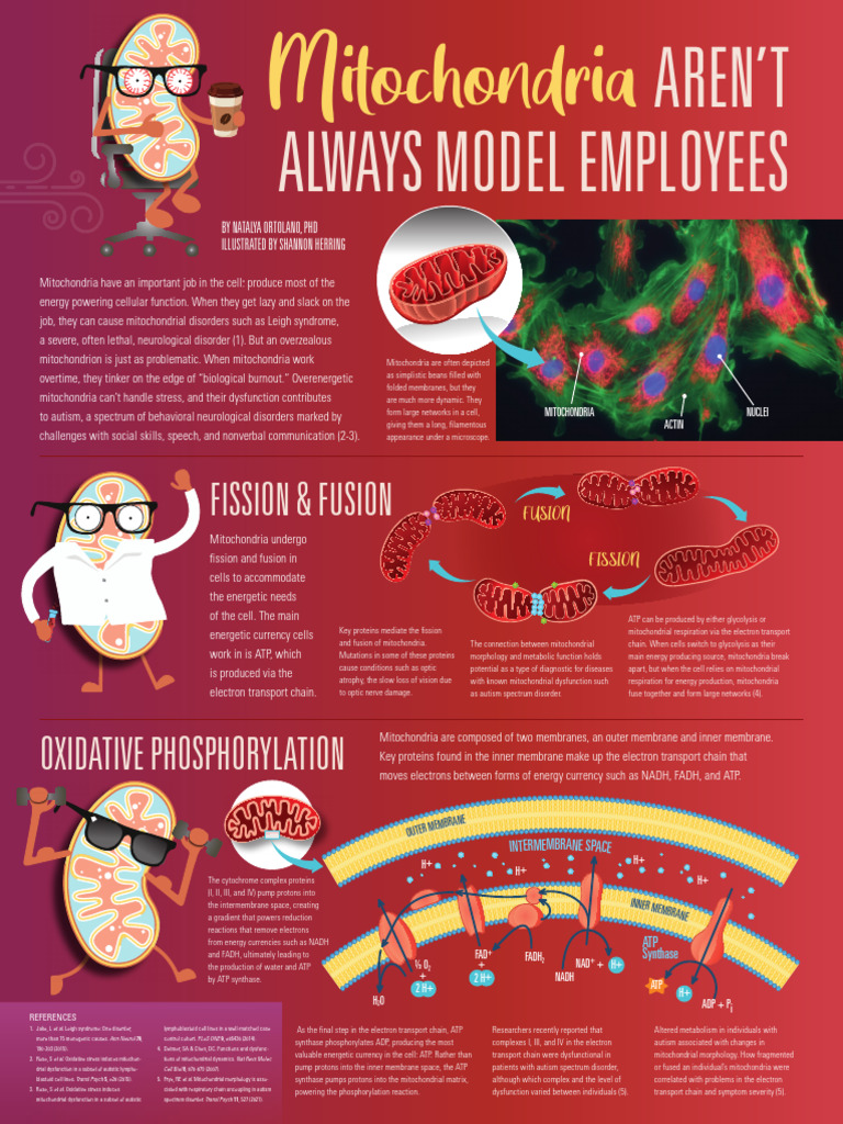 Mitochondrial Dynamics and Autism | PDF | Mitochondrion | Electron ...