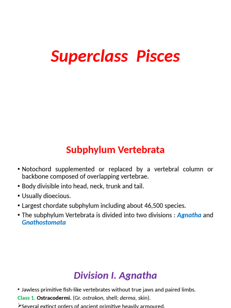 Overview of Superclass Pisces Classification | PDF | Vertebrates | Fish