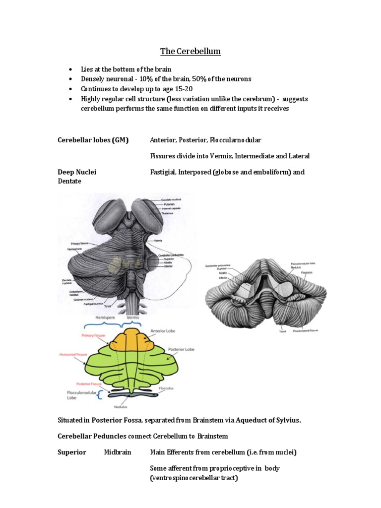 Overview of Cerebellar Lobes and Functions | PDF | Cerebellum | Brainstem