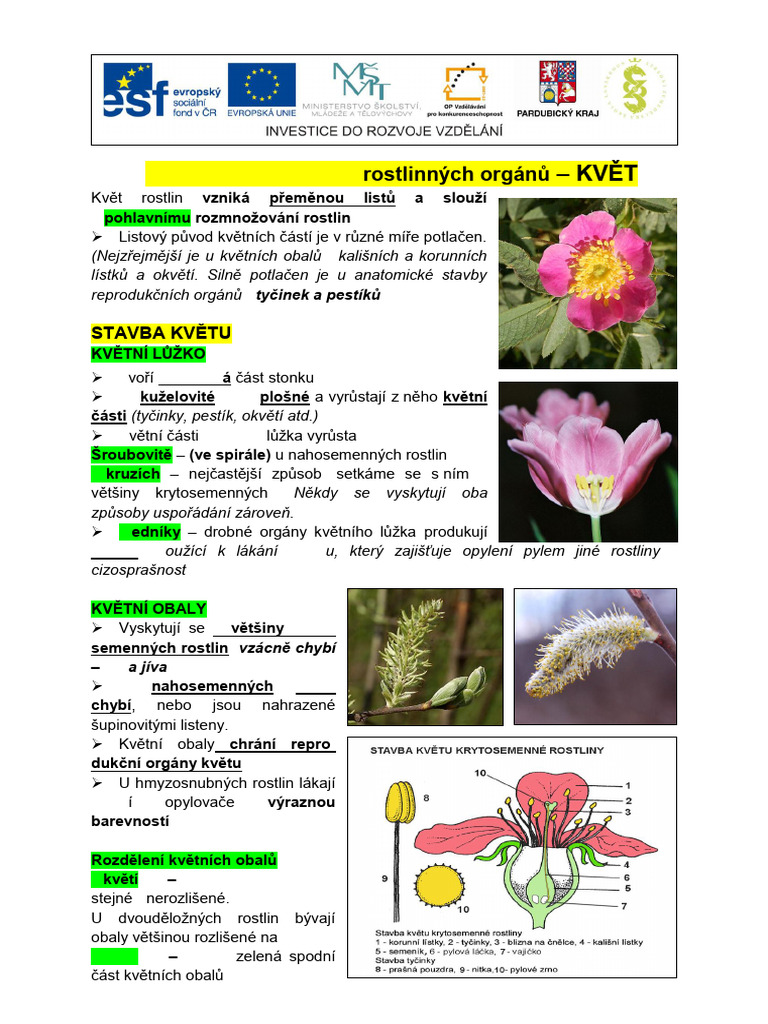 Anatomie A Fyziologie Rostlinných Orgánů: Stavba Květu | PDF