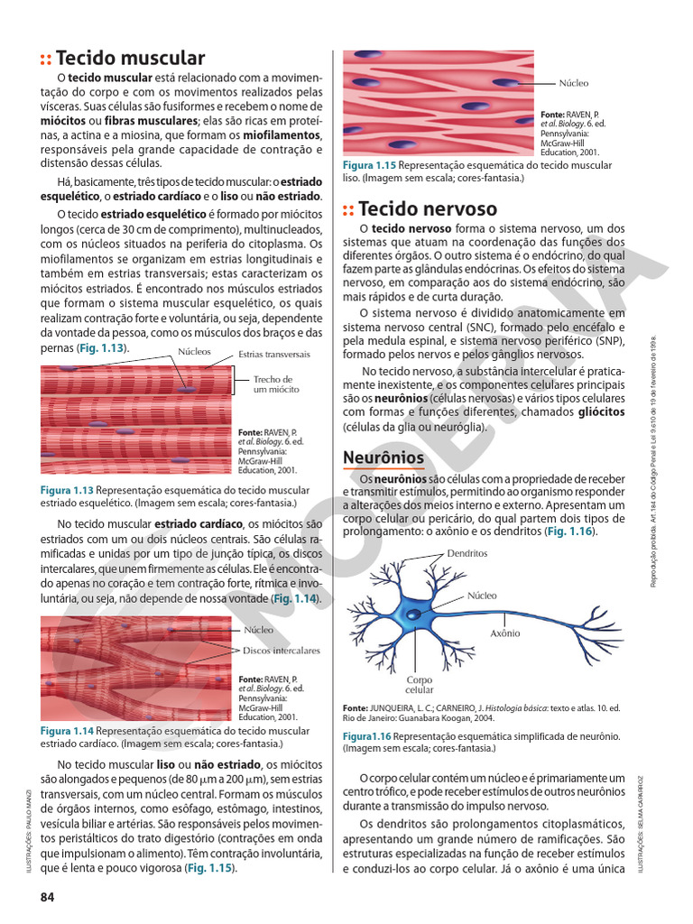 Tecido Muscular e Nervoso: Estruturas e Funções | PDF | Músculo | Neurônio