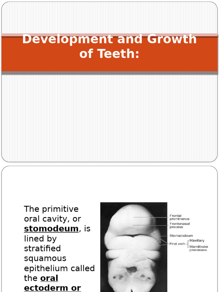 Tooth Development and Growth Stages | PDF | Human Tooth | Tooth