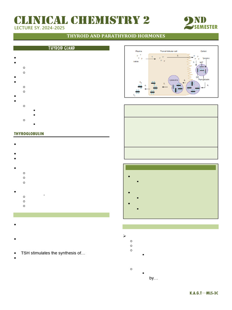 Thyroid and Parathyroid Hormones Overview | PDF | Thyroid | Thyroid ...