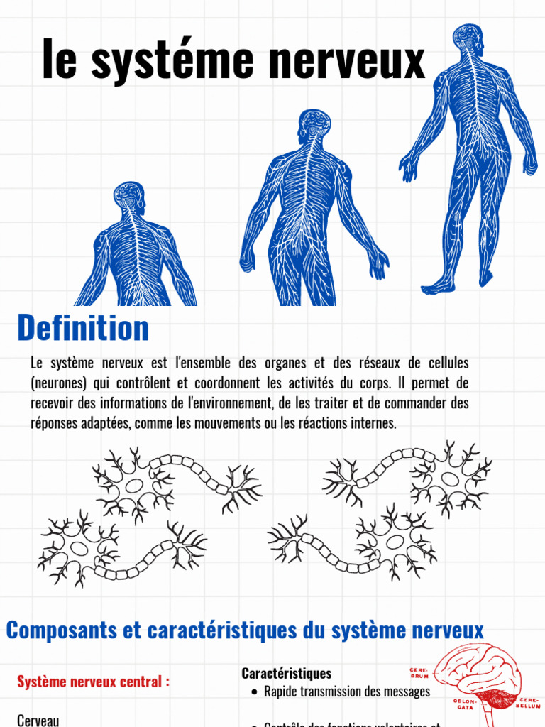Comprendre le système nerveux humain | PDF | Système nerveux | Neurone