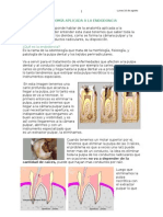 Anatomía Aplicada A La Endodoncia Completo