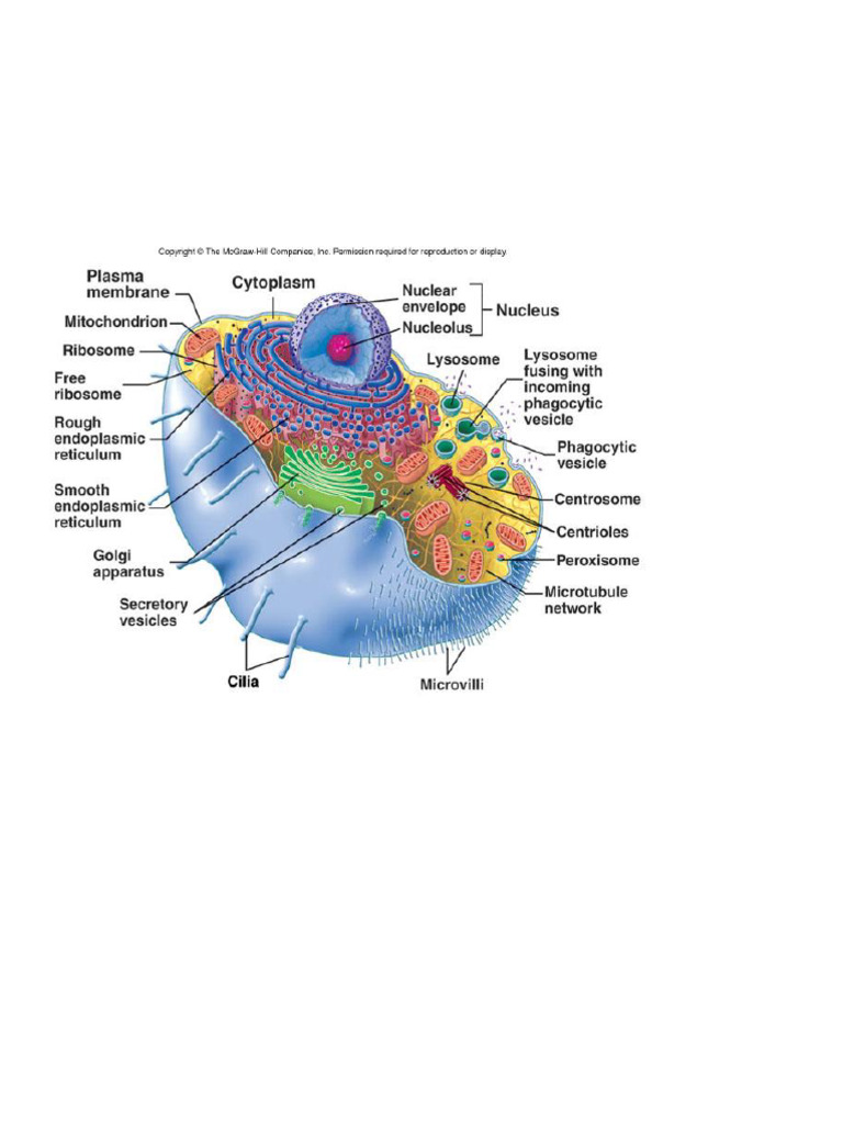 Overview of Cellular Biology Concepts | PDF | Endoplasmic Reticulum ...