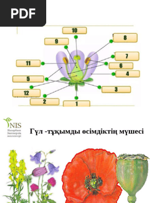 Ескі әжелер піседі 3gp video