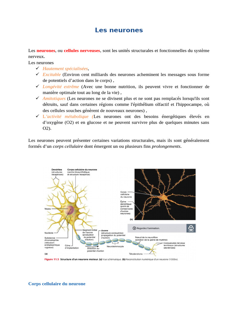 Comprendre les neurones et leur structure | PDF | Myéline | Axone