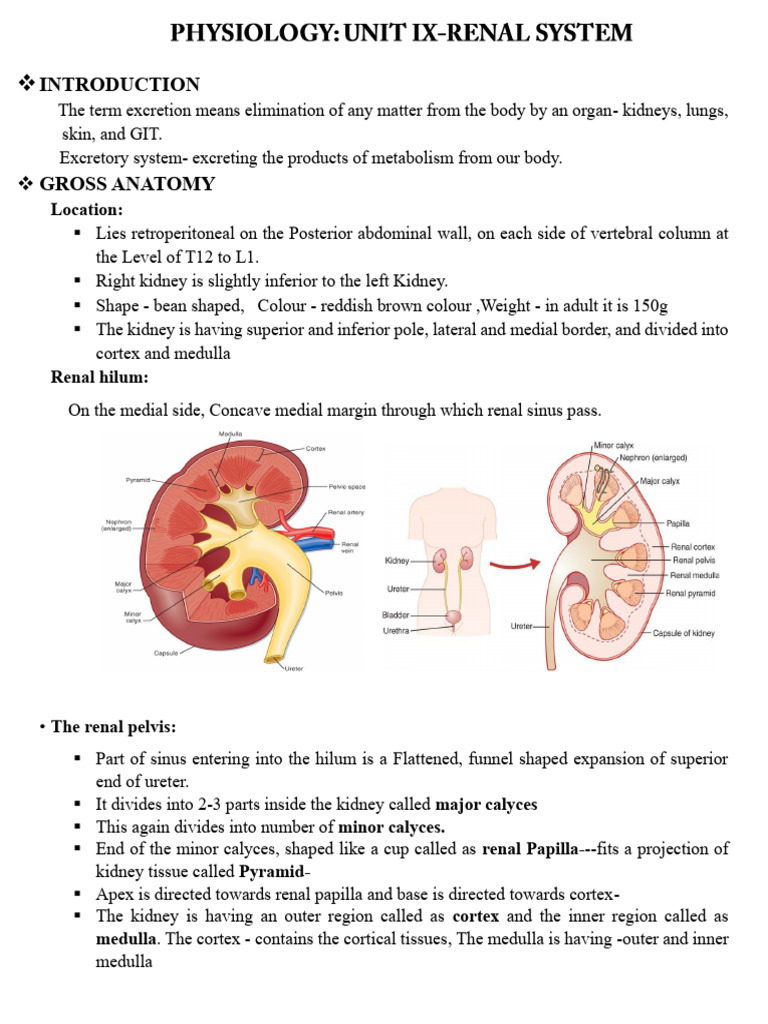 Kidney Anatomy and Function Explained | PDF | Urination | Angiotensin