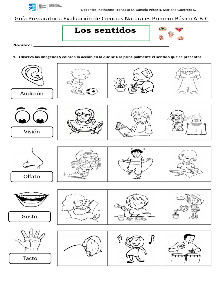 Evaluación de Sentidos para Primer Básico | PDF