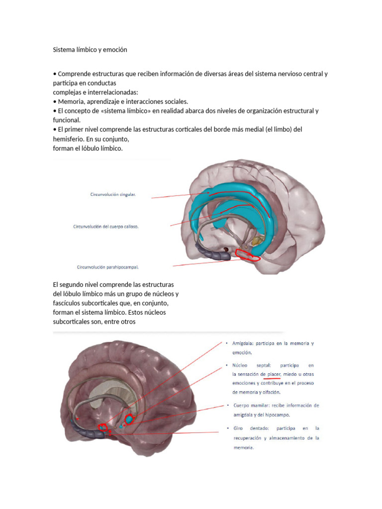 Sistema límbico y emociones en el cerebro | PDF | Sistema límbico | Las ...