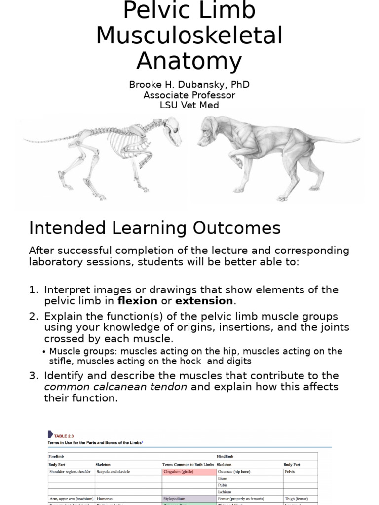 Pelvic Limb Anatomy Overview | PDF | Human Leg | Pelvis