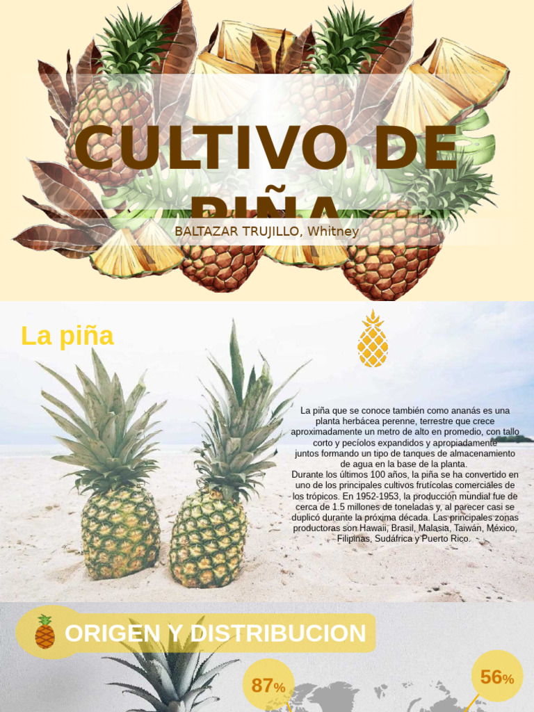 Estructura y Cultivo de la Piña | PDF | Piña | Tallo de la planta