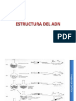 Estructura Del Adn