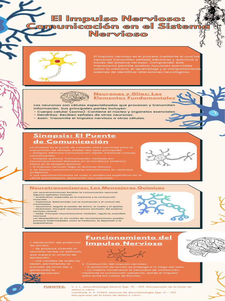 Sinapsis y Neurotransmisores en Neuronas | PDF | Sinapsis | Neurona
