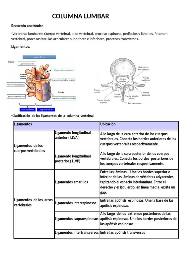 Columna Lumbar | PDF | La columna vertebral | Vértebra
