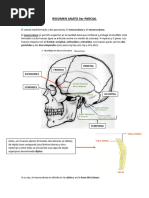 Estructura del Cráneo: Endobase y Exobase | PDF | Otorrinolaringología ...