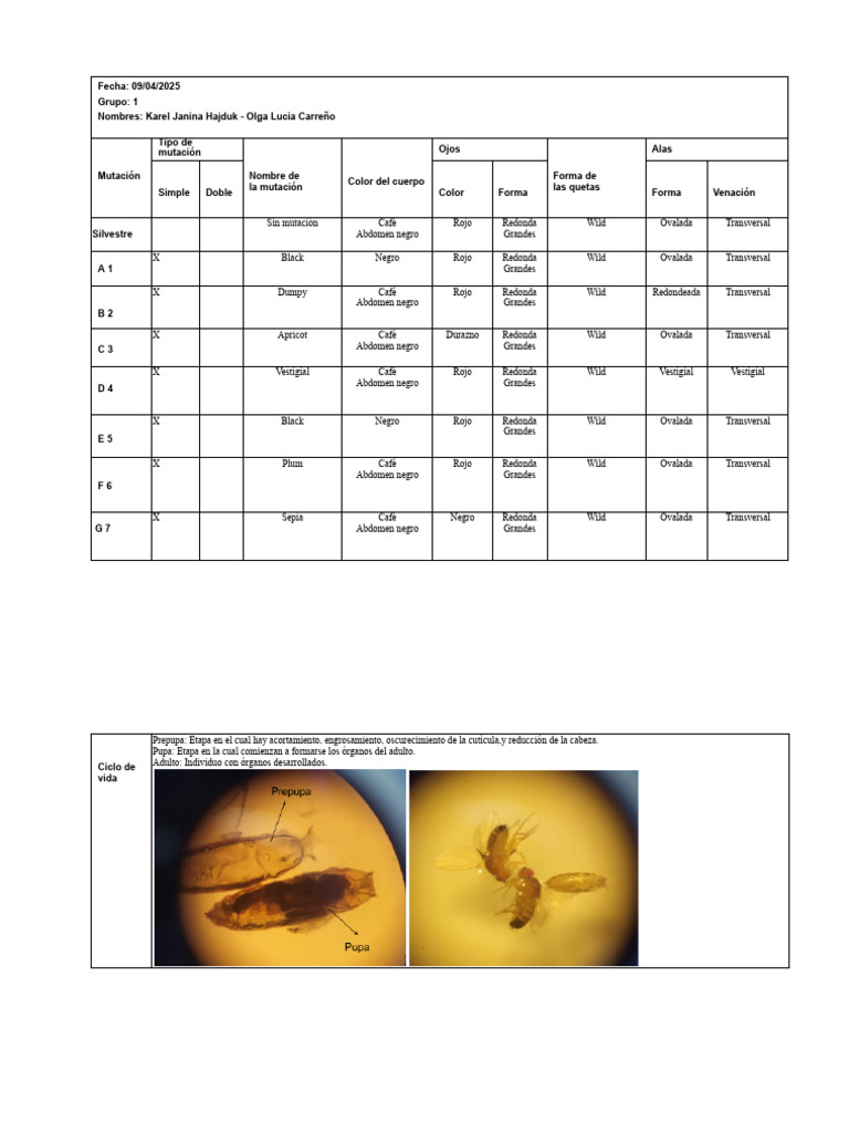 Drosophila Melanogaster | PDF