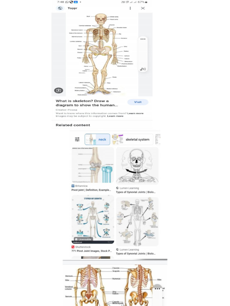 Skeleton System | PDF