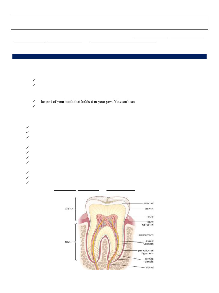 Chapter 4 Dental Products-1 | PDF | Human Tooth | Tooth Enamel